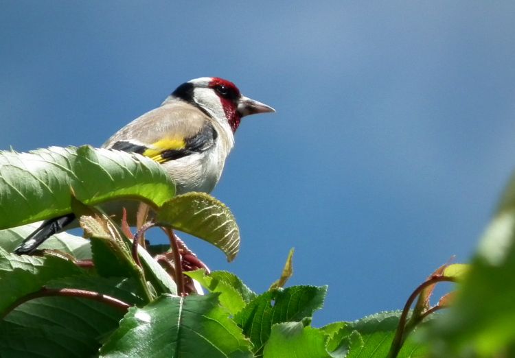 Fonds d'cran Animaux Oiseaux - Chardonnerets Wallpaper N342570