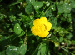  Nature Quelques Fleurs