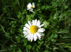  Nature Quelques Fleurs