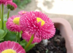  Nature Fleur en jardinière