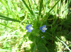  Nature Une petite fleur bleue