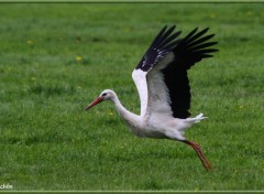  Animaux Image sans titre N342560