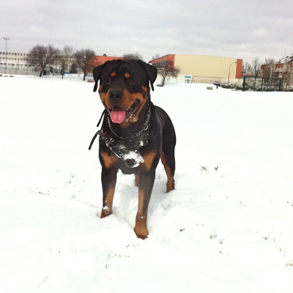 Fonds d'cran Animaux Chiens rottweiler