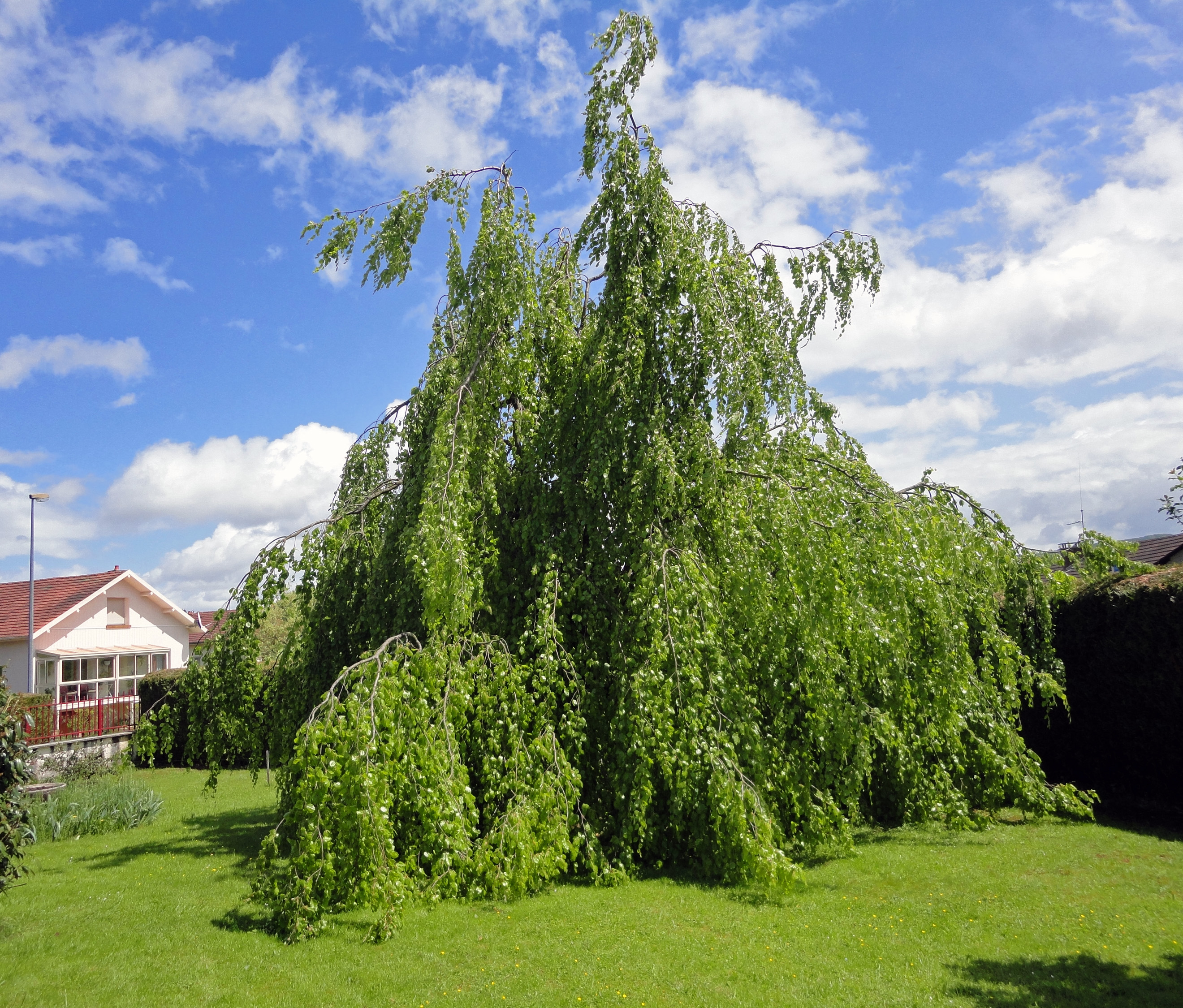 Fonds d'cran Nature Arbres - Forts 