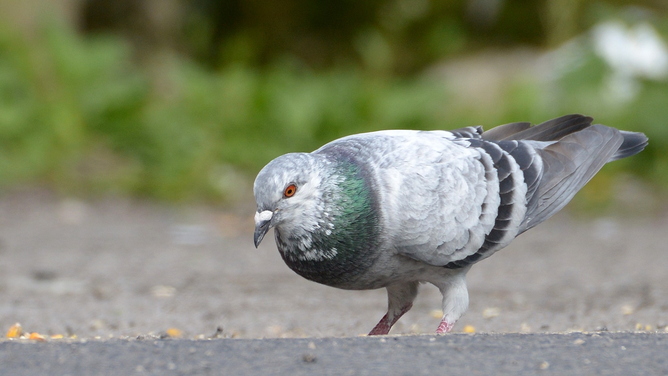 Fonds d'cran Animaux Oiseaux - Pigeons et Tourterelles Pigeons