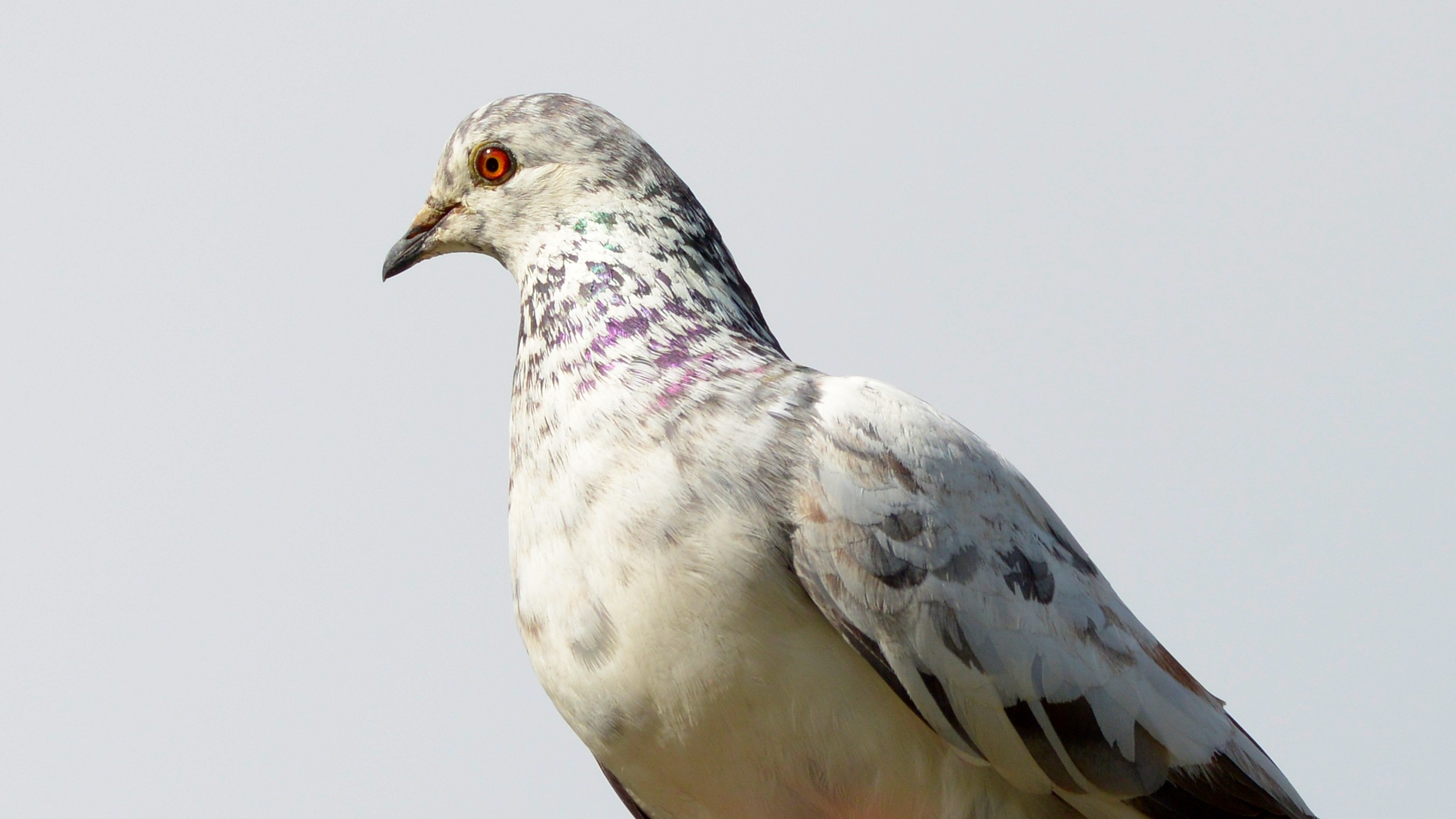 Fonds d'cran Animaux Oiseaux - Pigeons et Tourterelles Pigeons