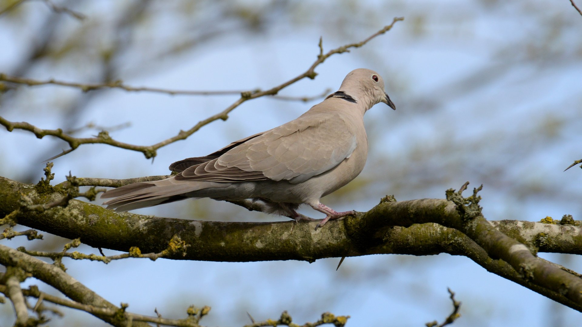 Fonds d'cran Animaux Oiseaux - Pigeons et Tourterelles Pigeons