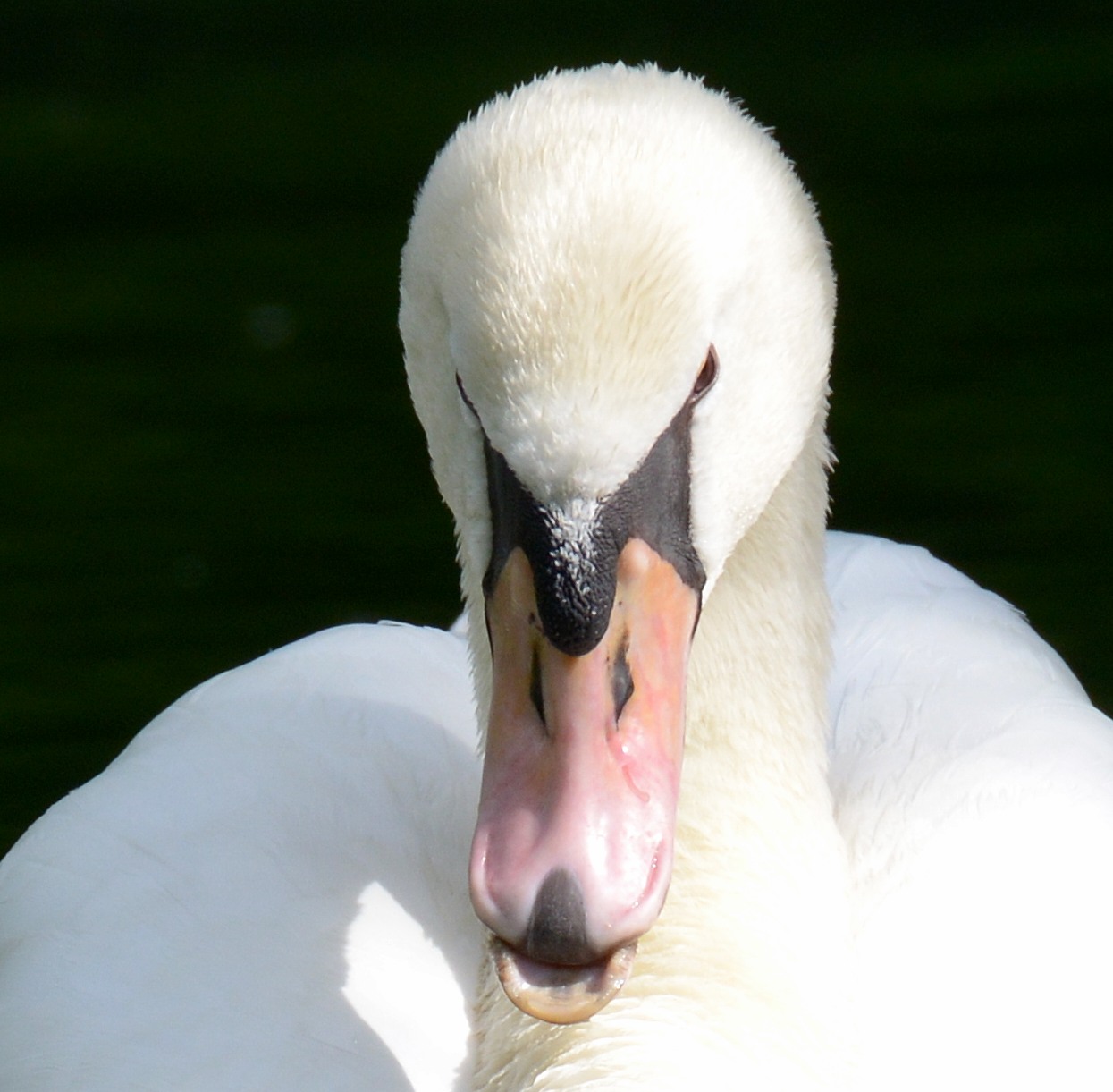 Fonds d'cran Animaux Oiseaux - Cygnes Cygne