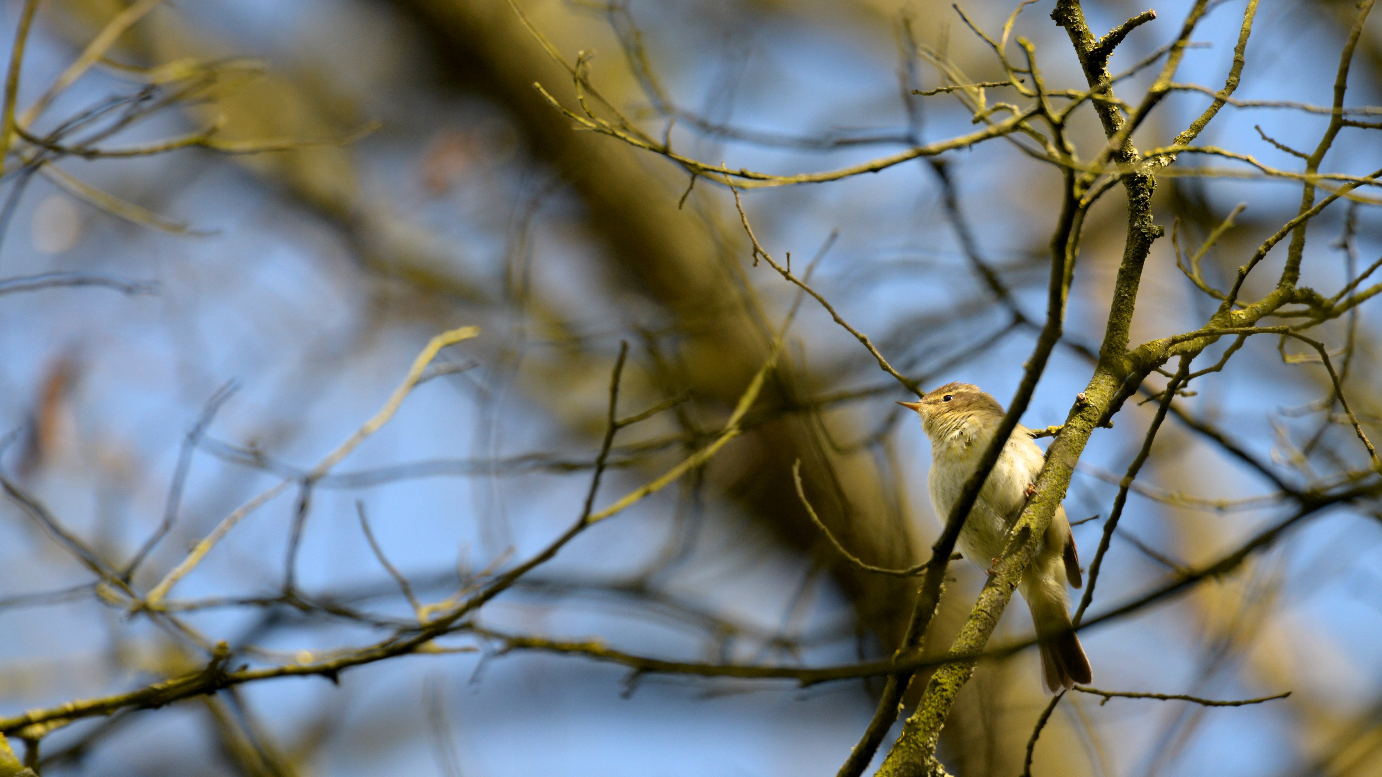 Fonds d'cran Animaux Oiseaux - Divers Dans un arbre