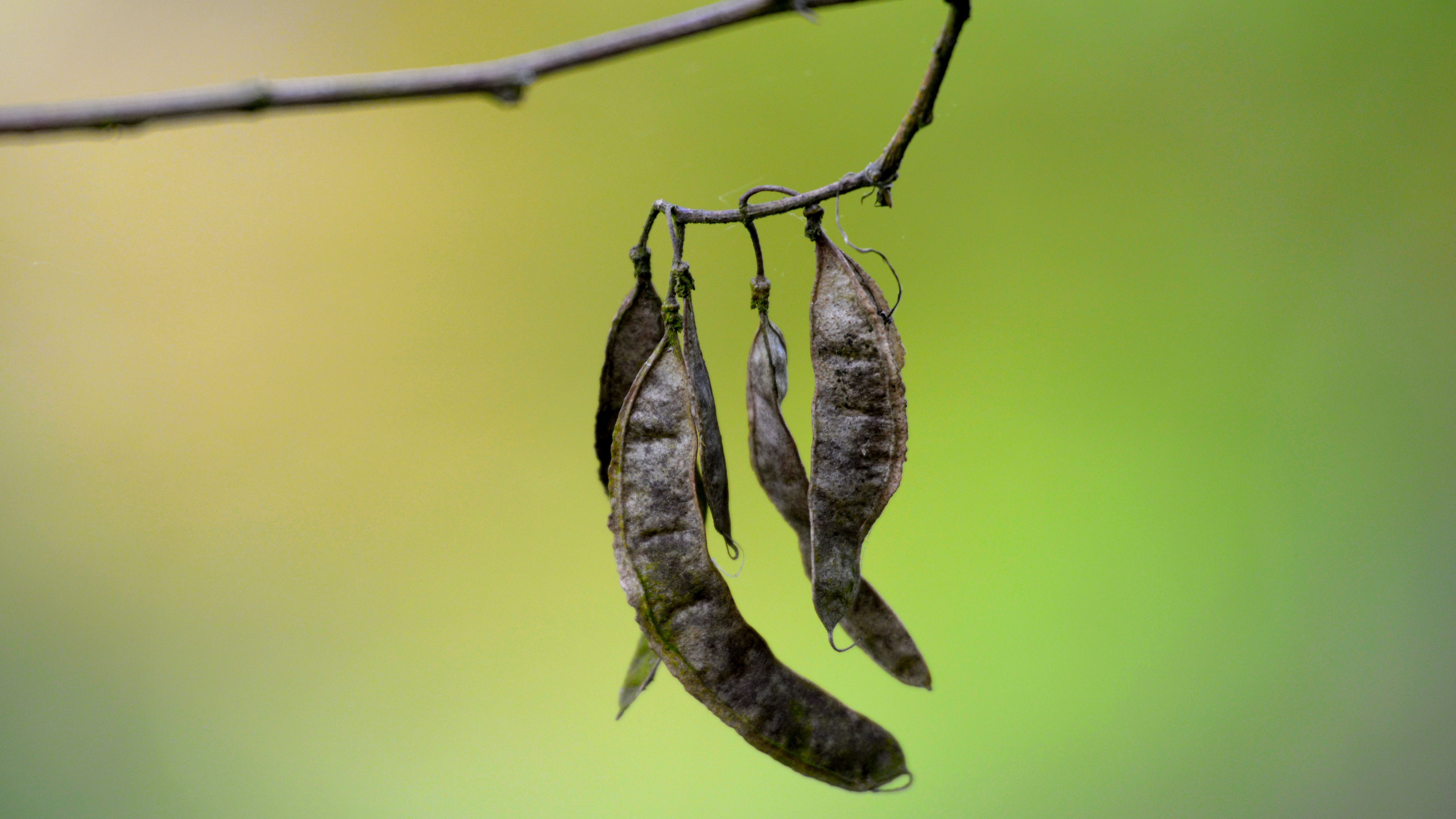 Wallpapers Nature Fruits Sur un arbre