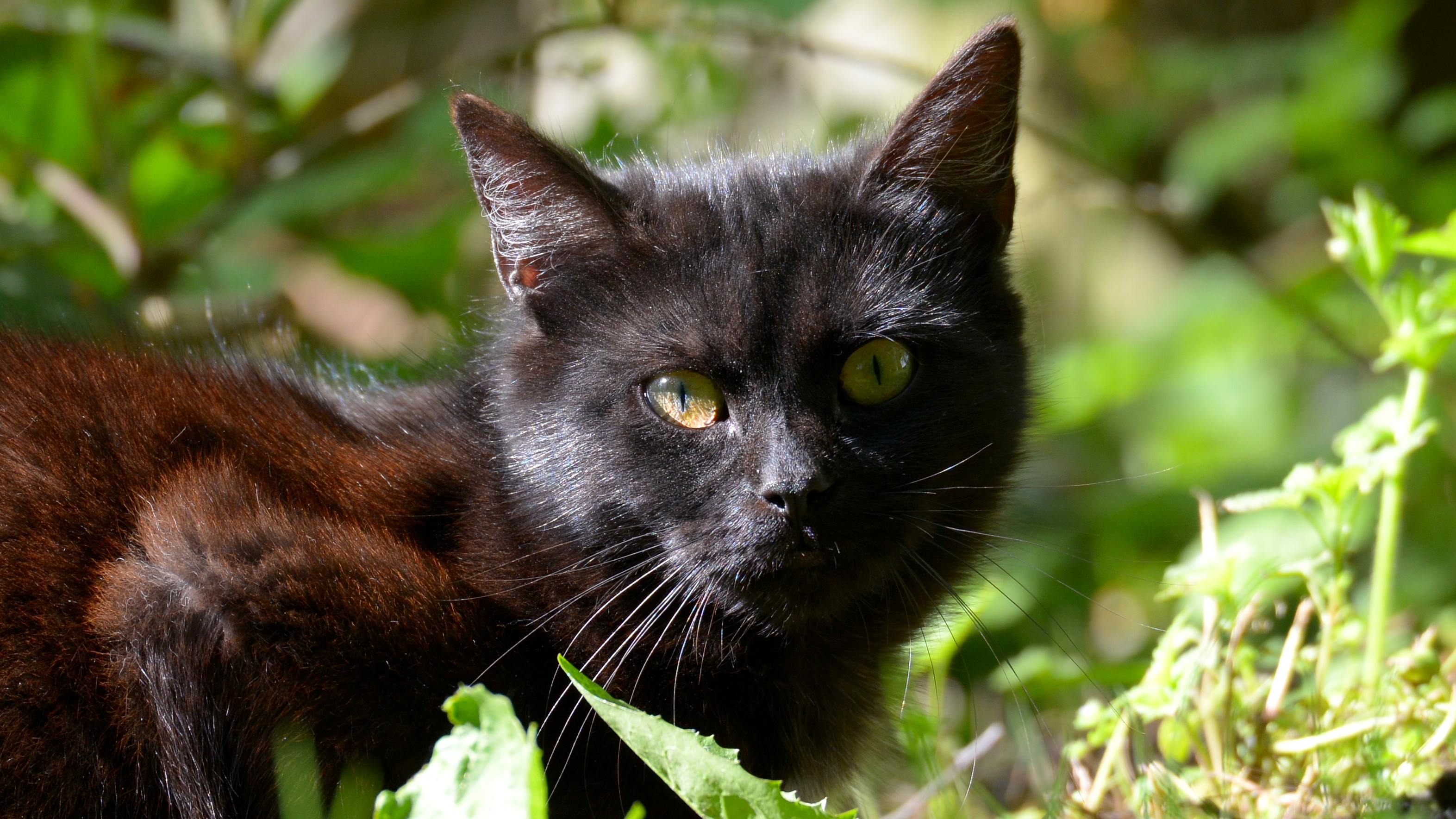 Fonds d'cran Animaux Chats - Chatons Un chat dans la nature