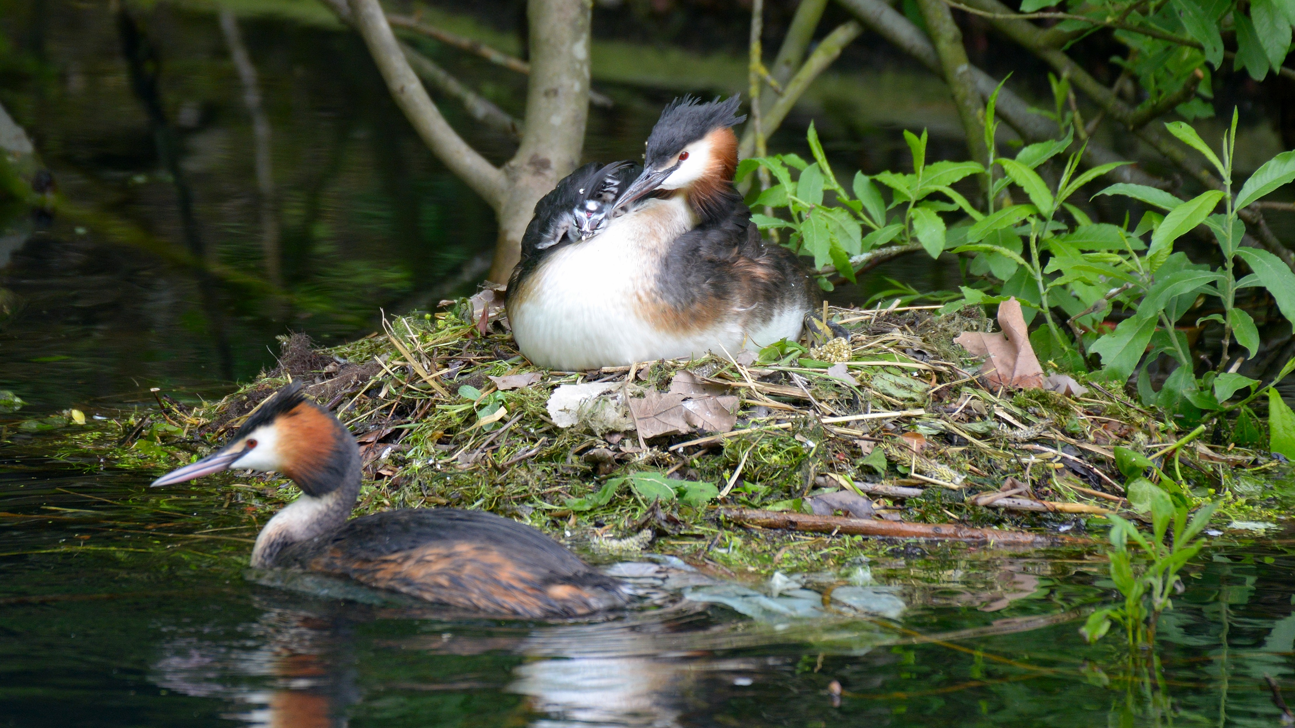 Fonds d'cran Animaux Oiseaux - Divers Naissance