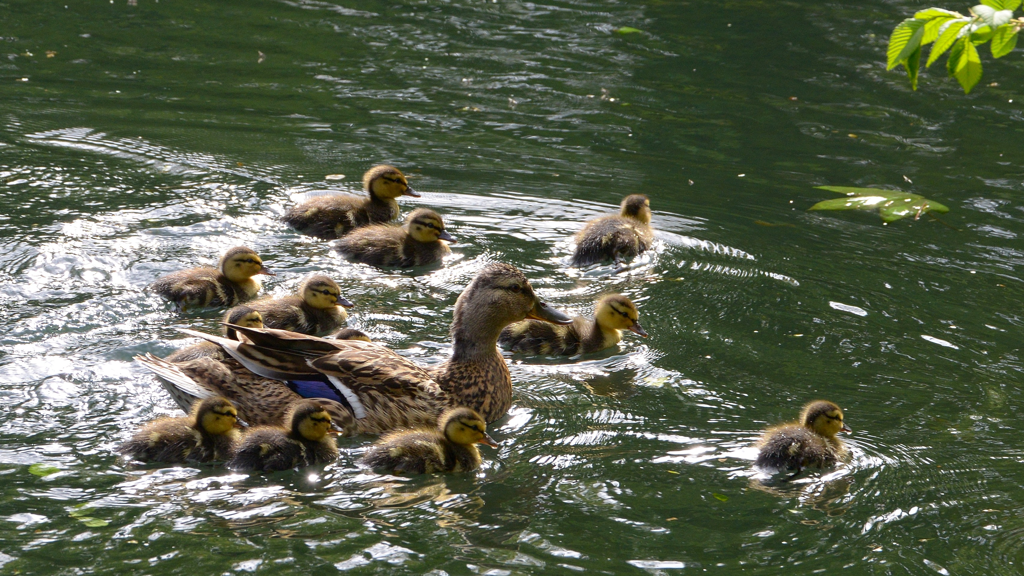 Wallpapers Animals Birds - Ducks Maman canard et ses petits