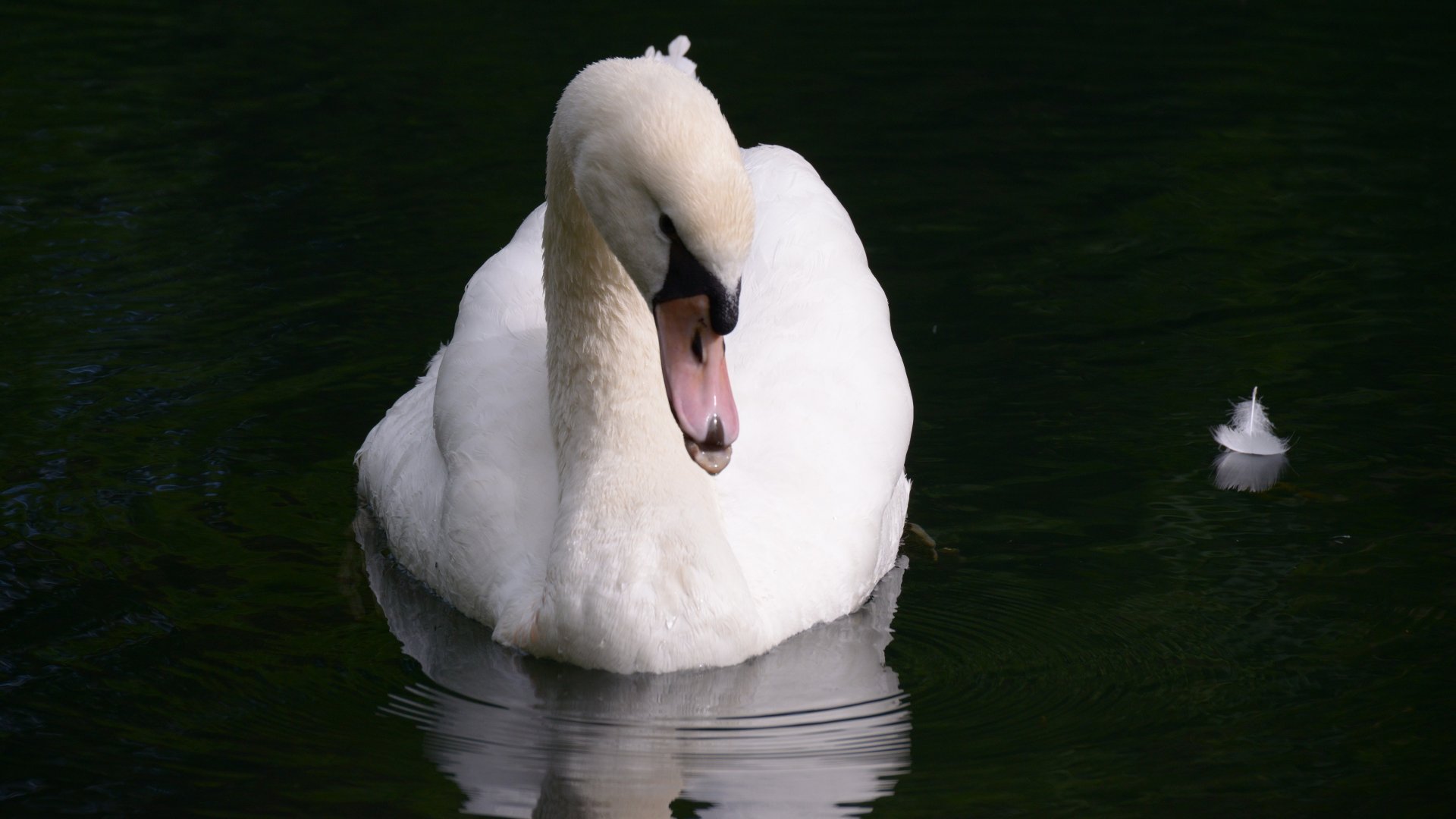 Fonds d'cran Animaux Oiseaux - Cygnes Le cygne et la plume