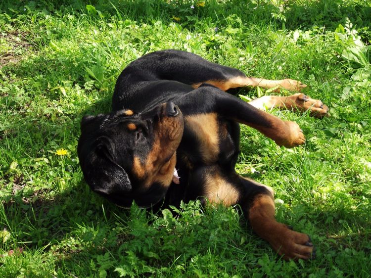 Fonds d'cran Animaux Chiens rottweiler