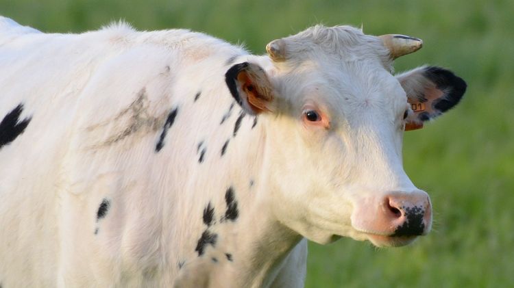 Fonds d'cran Animaux Vaches - Taureaux - Boeufs Vache