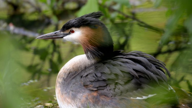 Fonds d'cran Animaux Oiseaux - Divers Un oiseau sur le canal de Seclin (59)