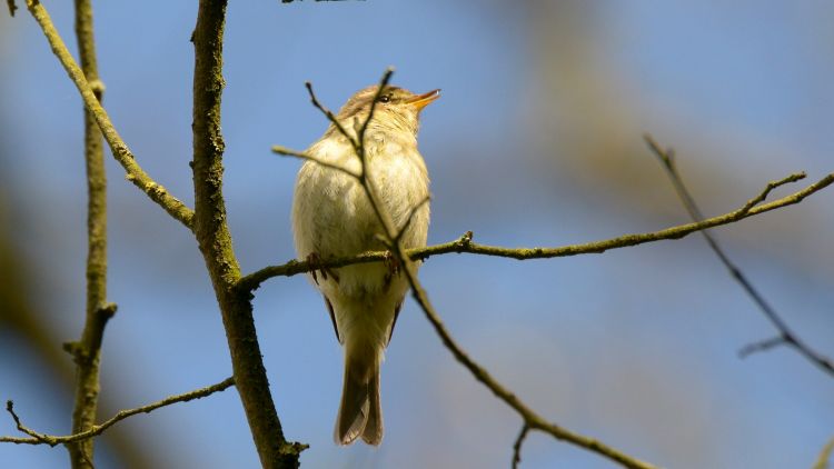 Fonds d'cran Animaux Oiseaux - Divers Dans un arbre