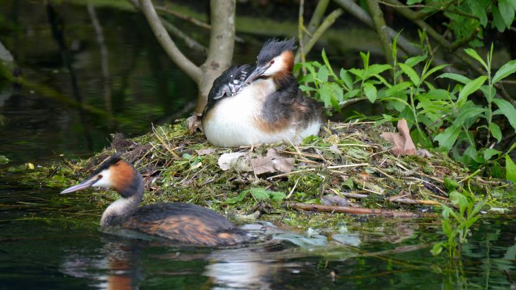 Fonds d'cran Animaux Oiseaux - Divers Naissance