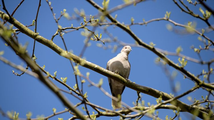 Fonds d'cran Animaux Oiseaux - Pigeons et Tourterelles Dans un arbre