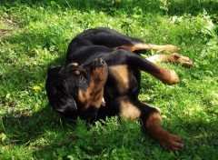  Animaux rottweiler