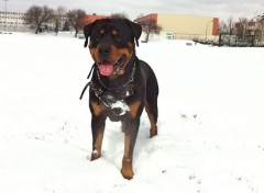  Animaux rottweiler