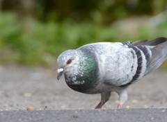  Animaux Pigeons