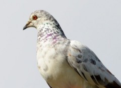  Animaux Pigeons