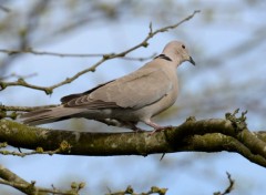  Animals Pigeons