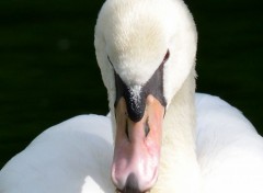  Animaux Cygne