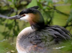  Animaux Un oiseau sur le canal de Seclin (59)