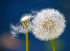  Nature Au fil du vent