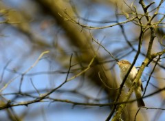  Animaux Dans un arbre