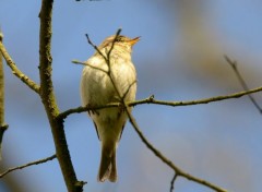  Animaux Dans un arbre