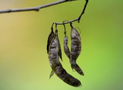  Nature Sur un arbre