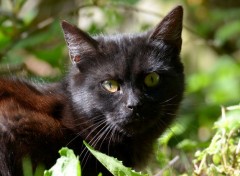  Animaux Un chat dans la nature