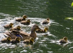  Animaux Maman canard et ses petits