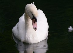  Animaux Le cygne et la plume