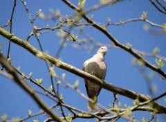  Animaux Dans un arbre