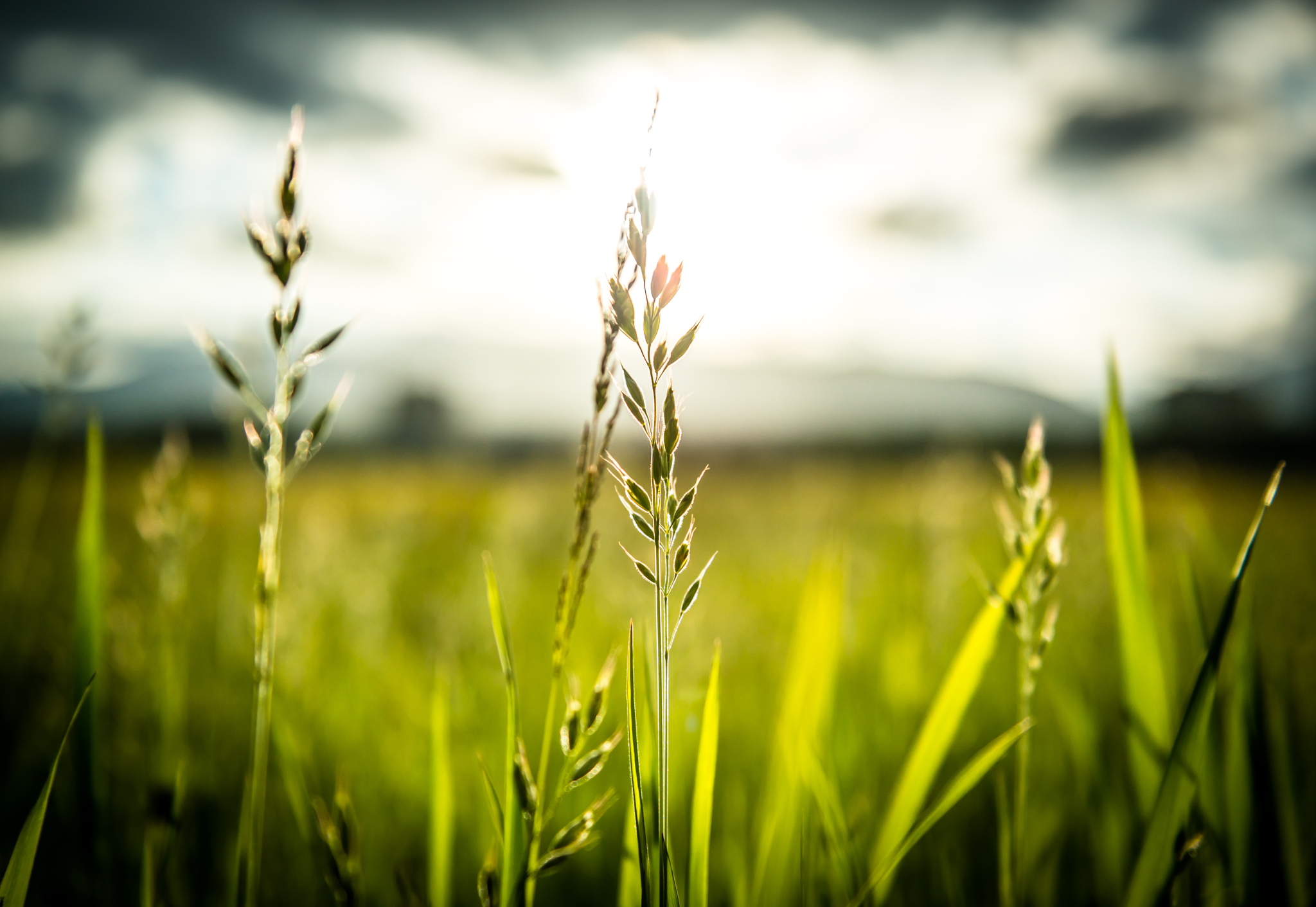 Fonds d'cran Nature Herbes 