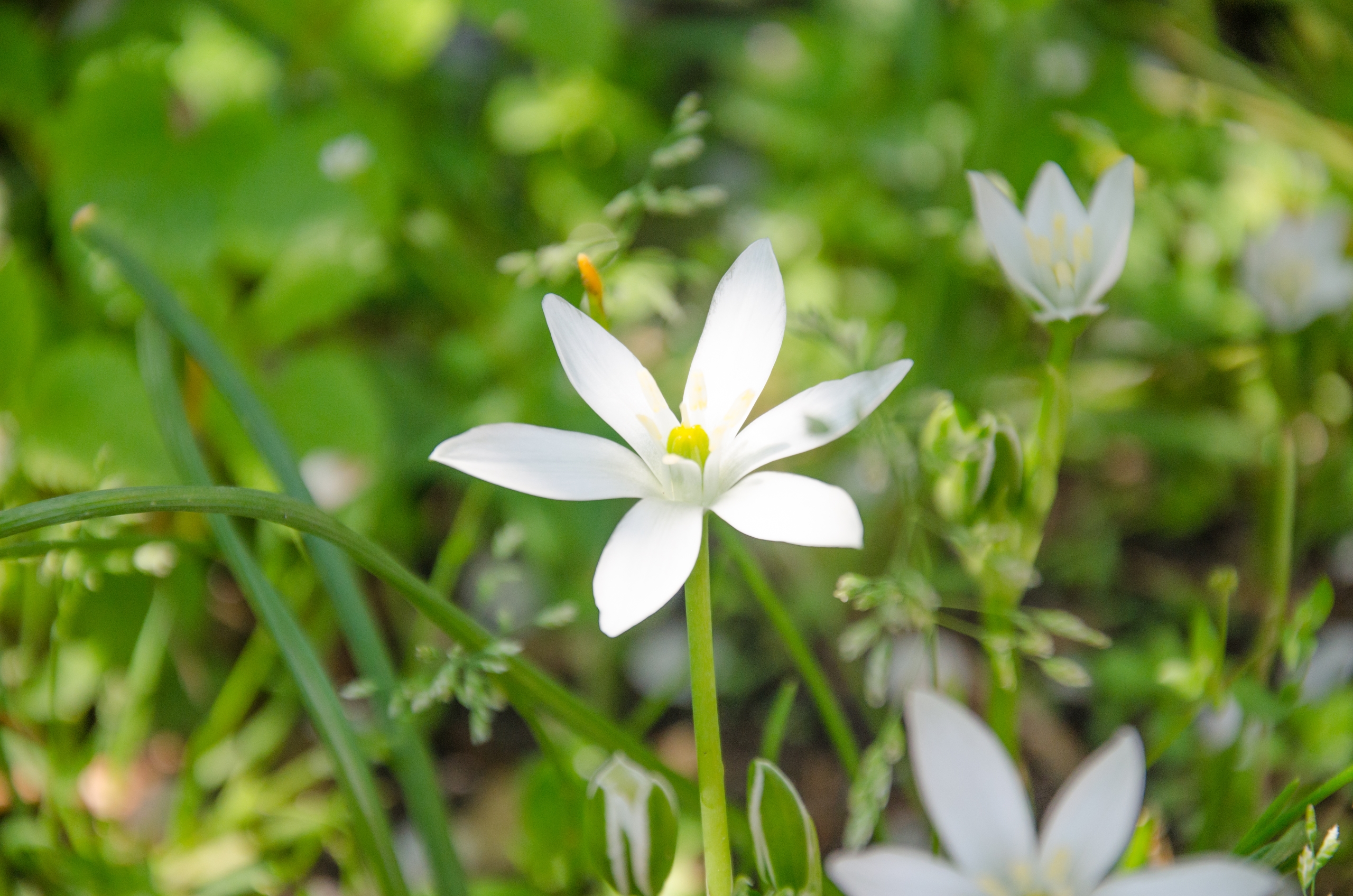 Wallpapers Nature Flowers 