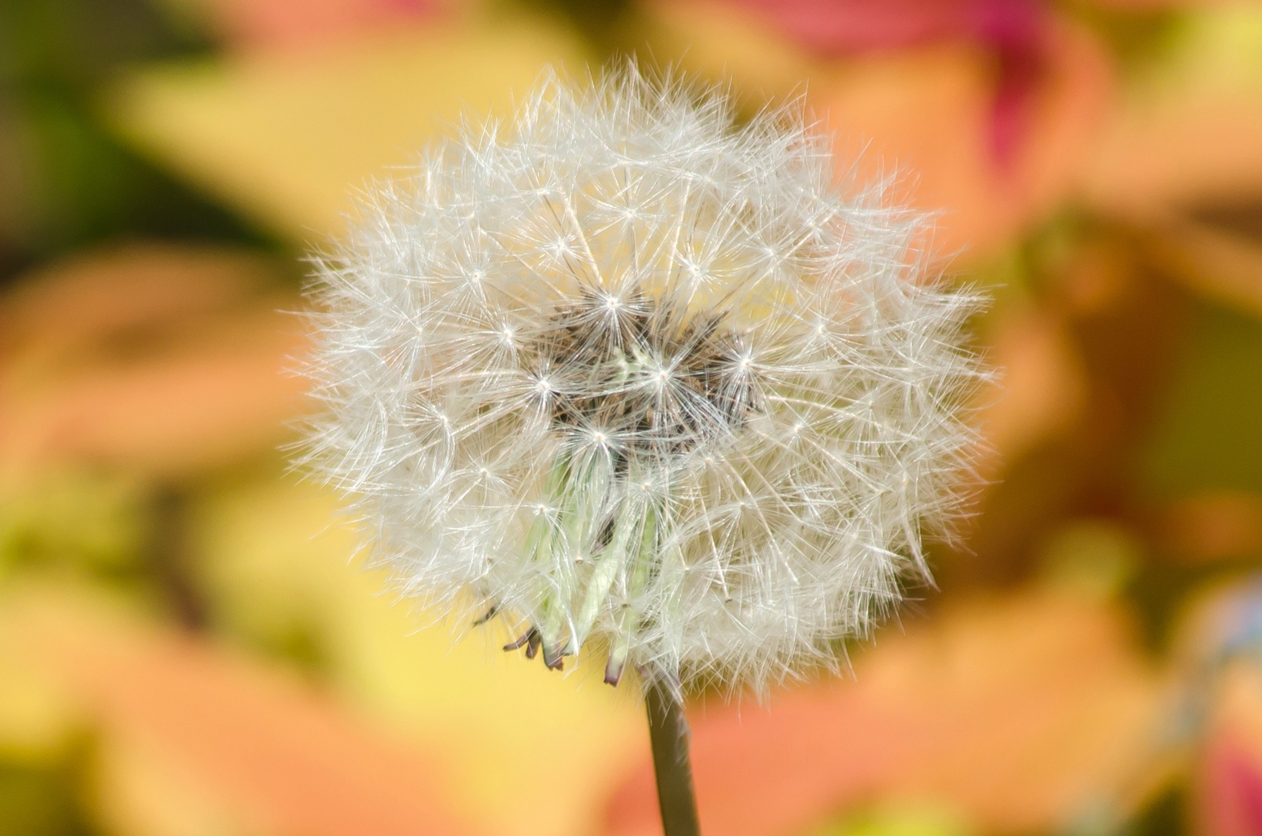 Wallpapers Nature Flowers 