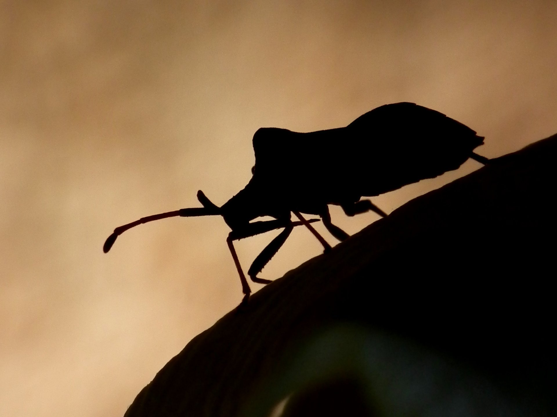 Wallpapers Animals Insectes - Bugs A contre jour