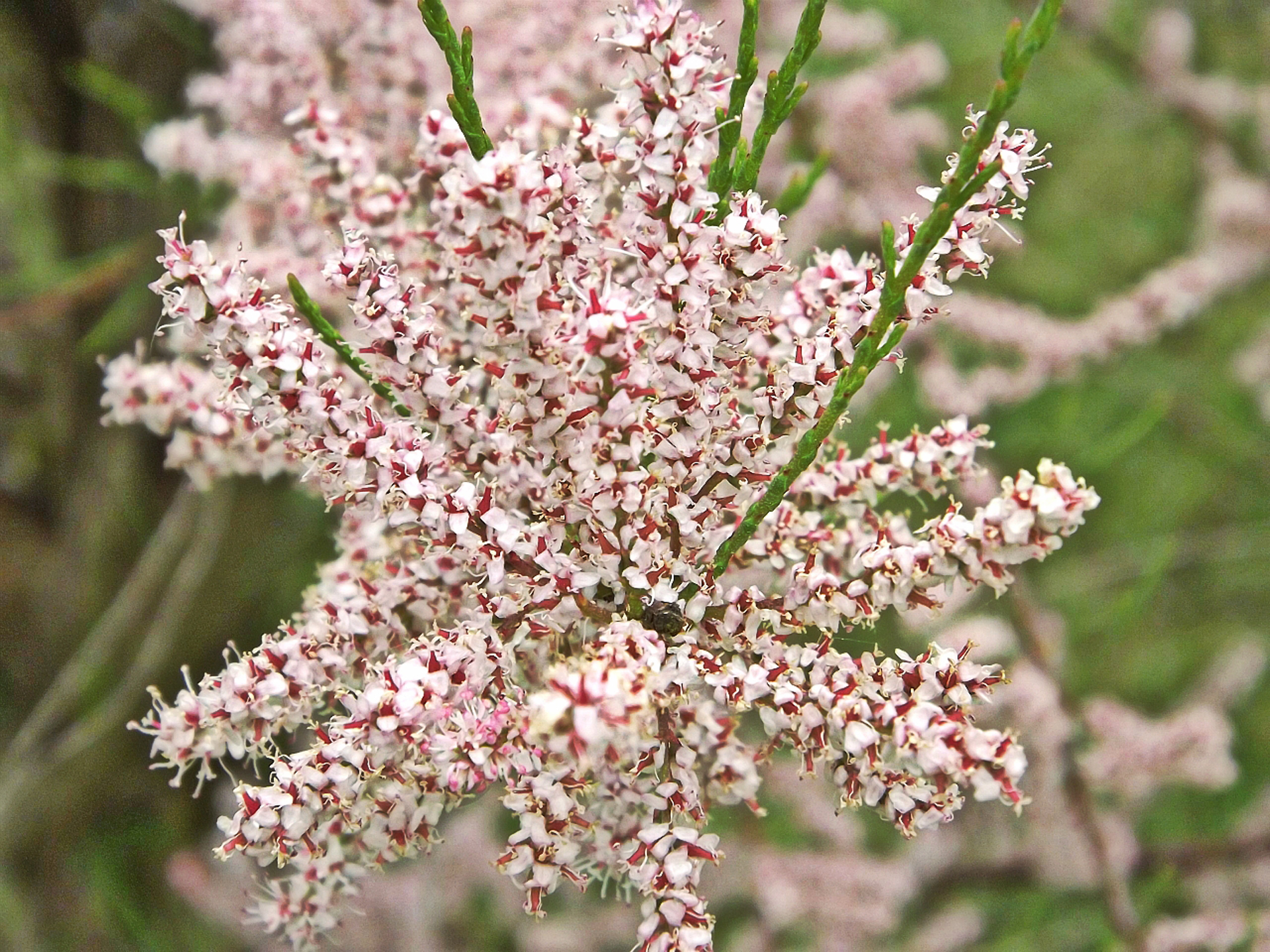 Wallpapers Nature Flowers 