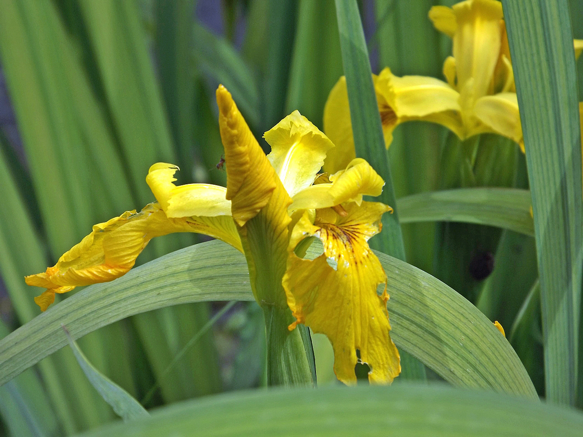 Fonds d'cran Nature Fleurs 