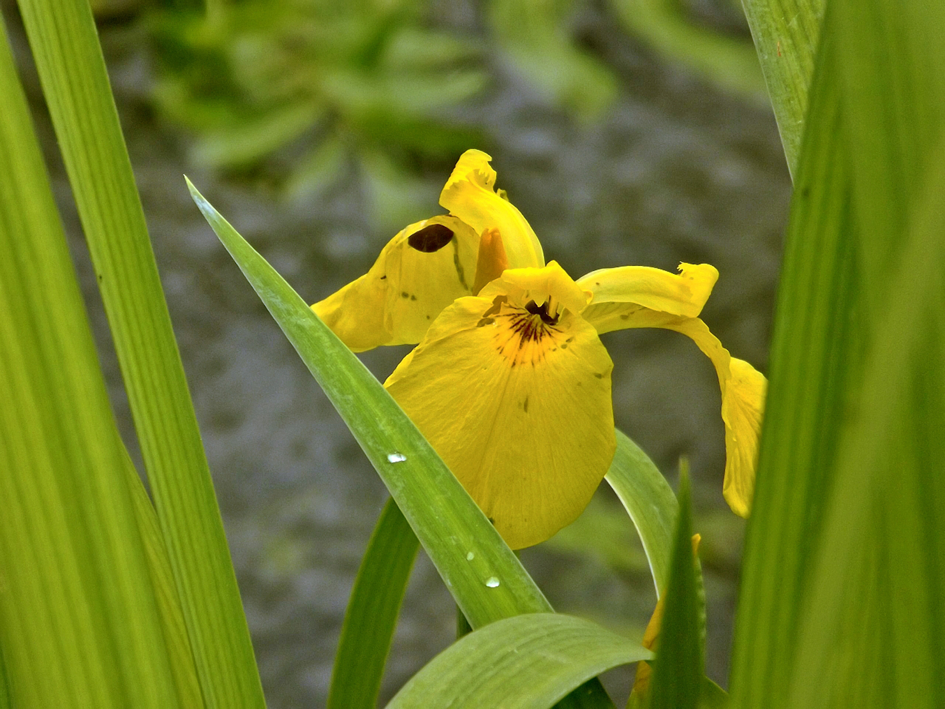 Wallpapers Nature Flowers 