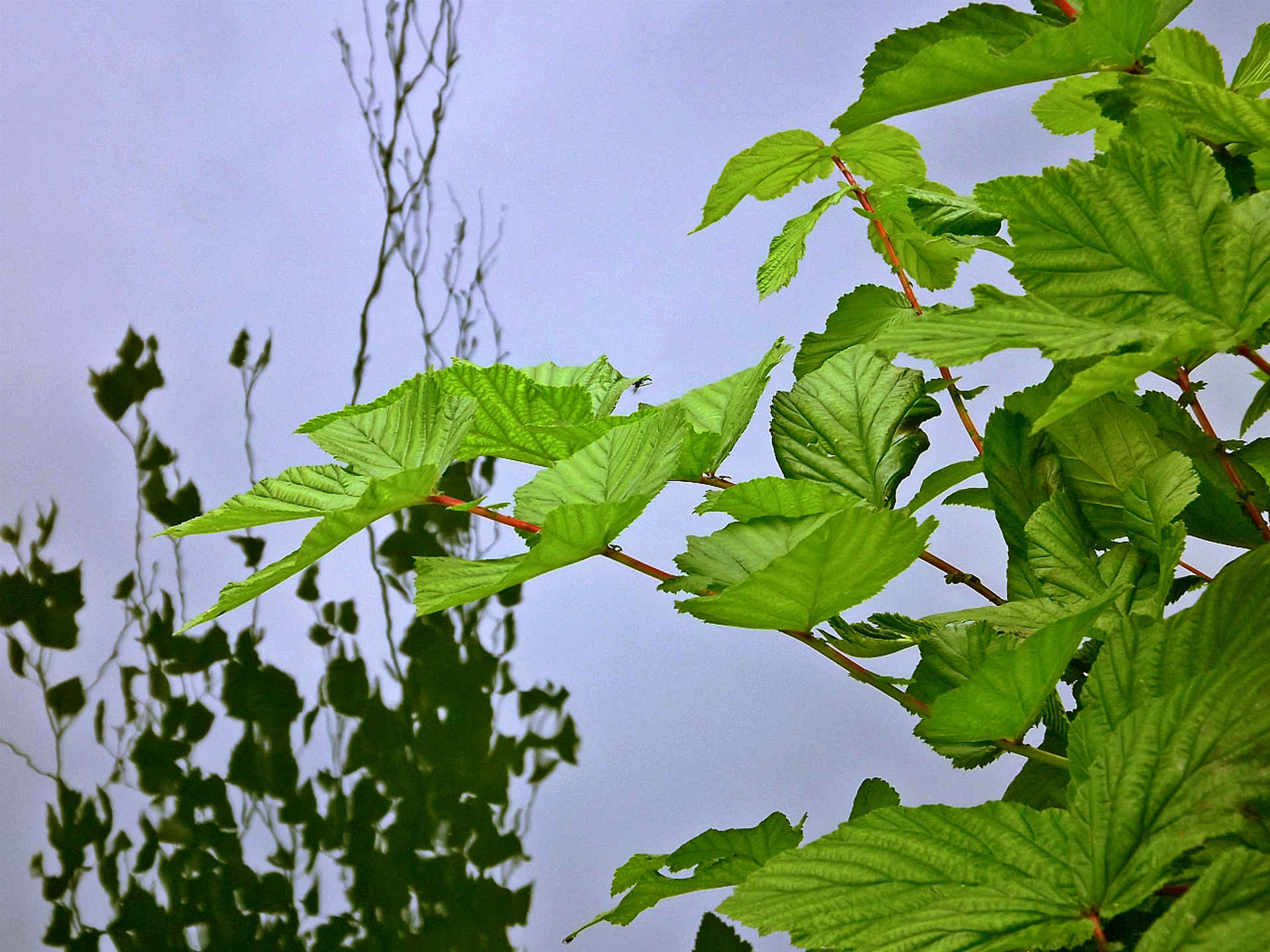 Fonds d'cran Nature Feuilles - Feuillages 