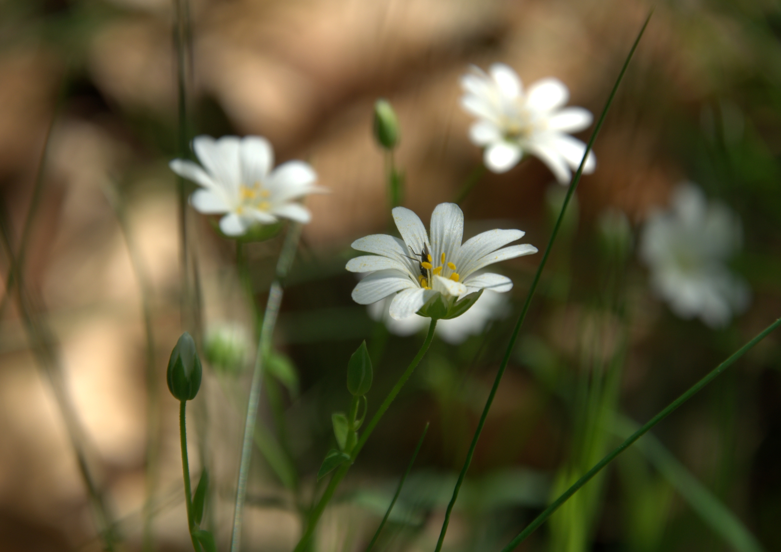 Wallpapers Nature Flowers 