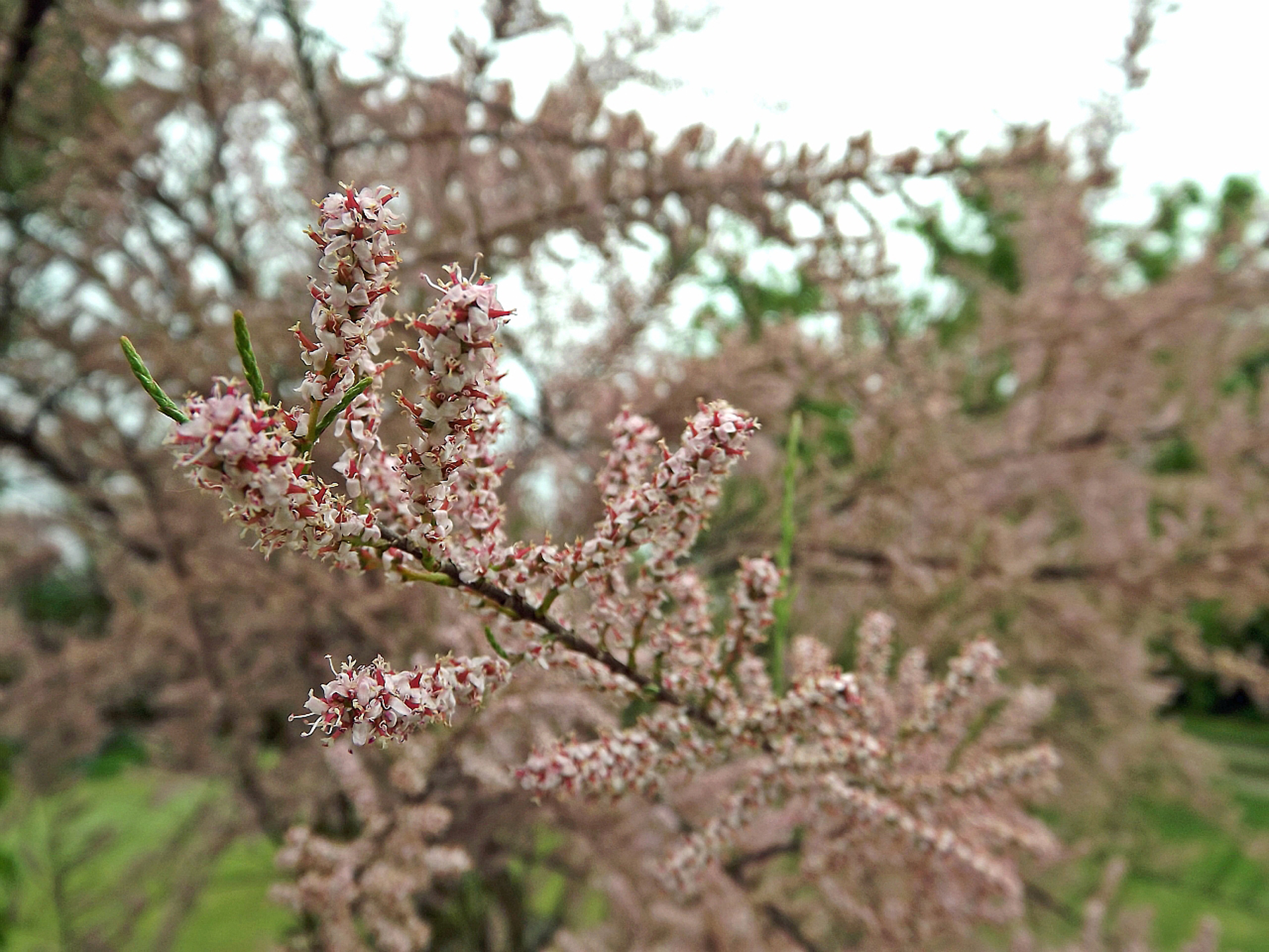 Wallpapers Nature Flowers 