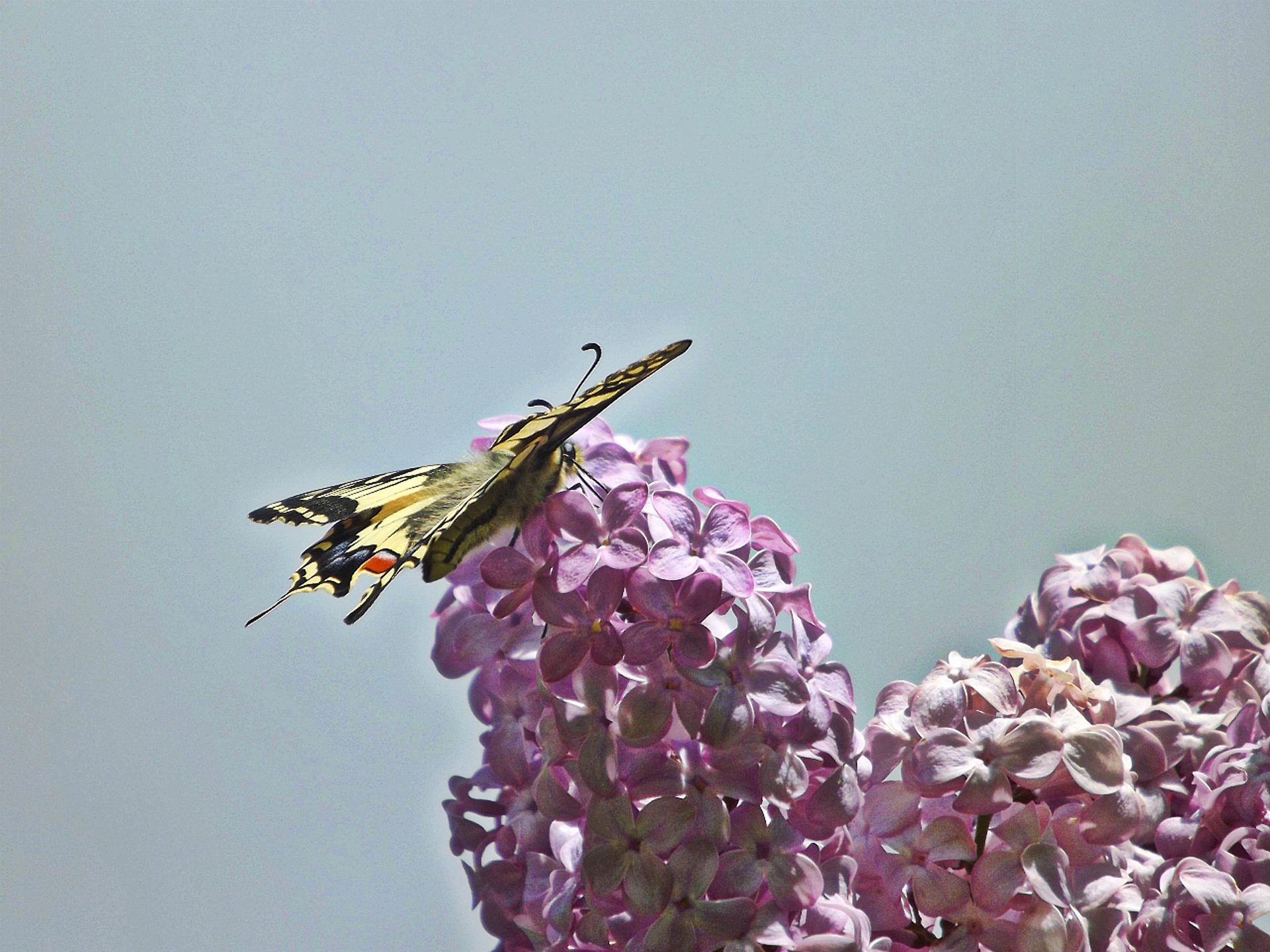 Fonds d'cran Animaux Insectes - Papillons 